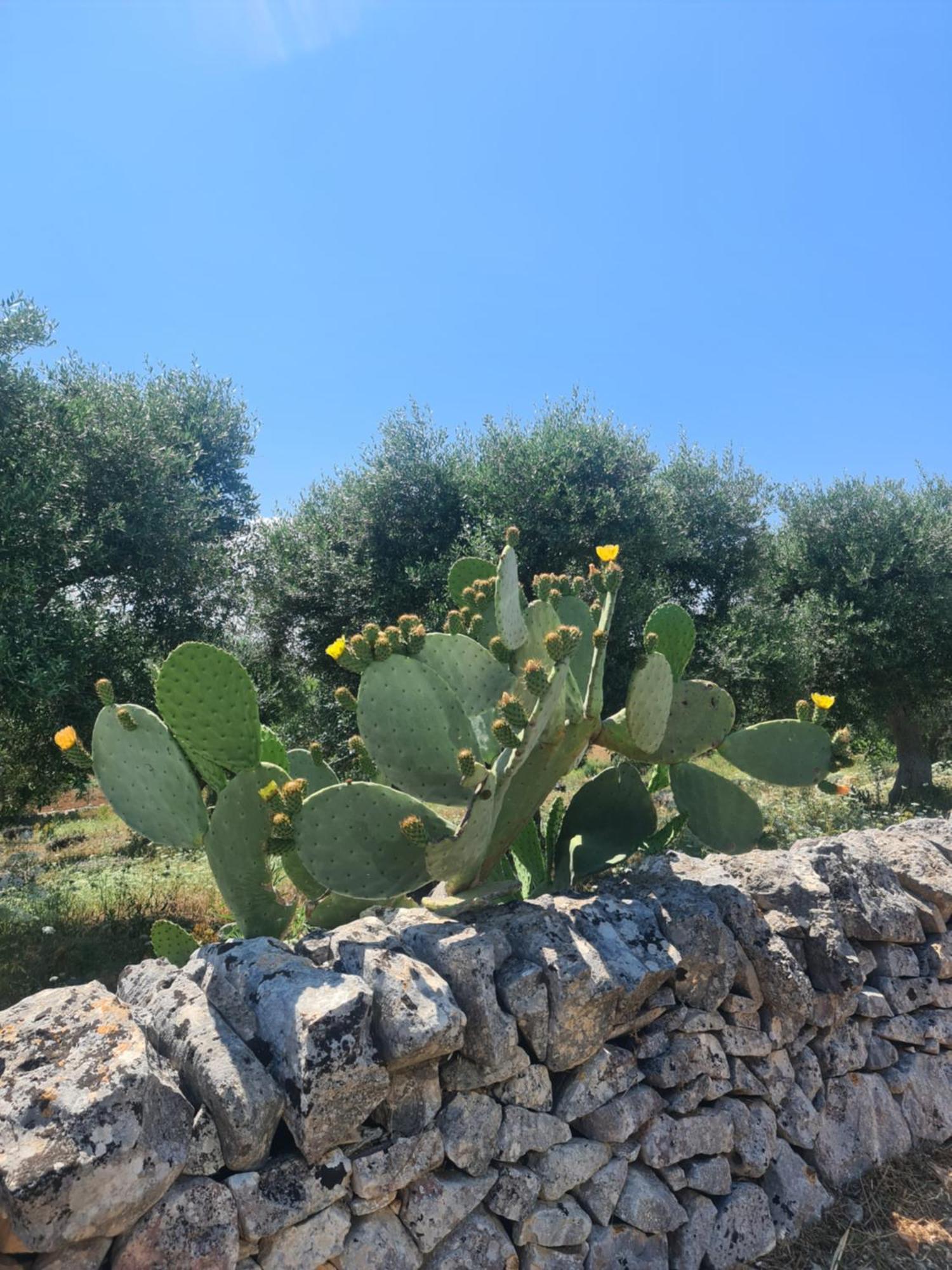 Masseria Gianca Cisternino Eksteriør billede